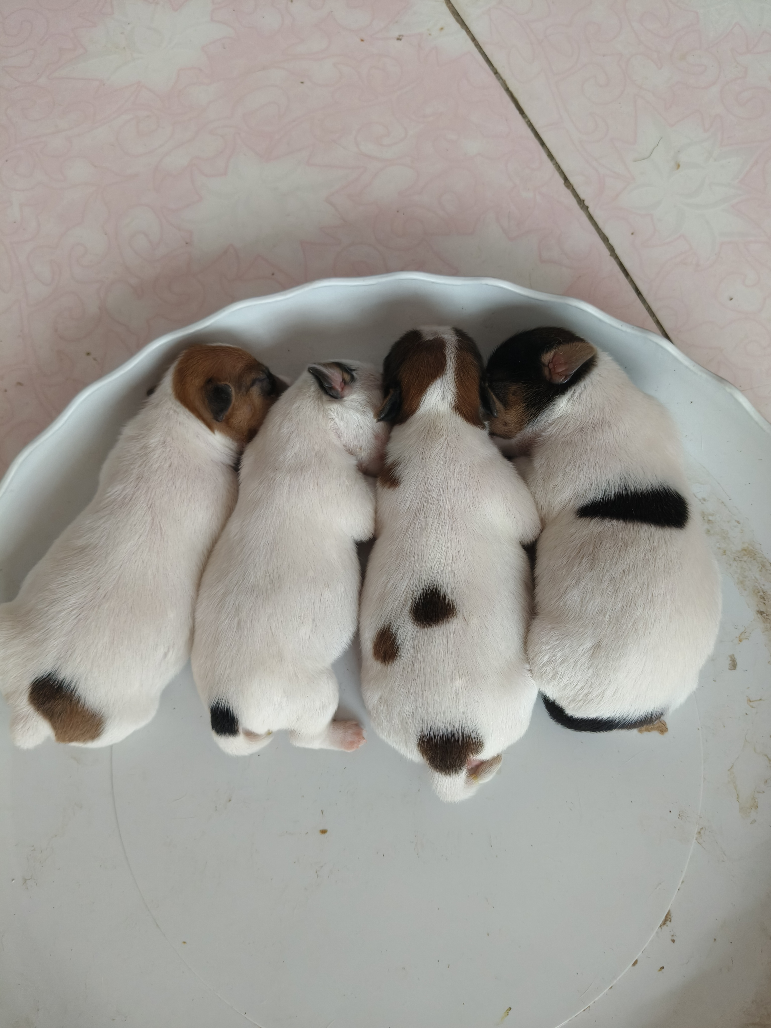 杰克罗素梗幼犬预定，三母一公，健康可爱喜欢的看过来！
